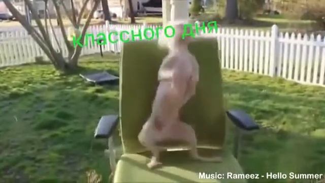 Смешной танец животных смотреть онлайн