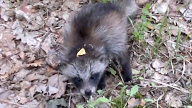 Jenot w lesie koło Blachowni [Nyctereutes procyonoides - raccoon dog ] смотреть онлайн