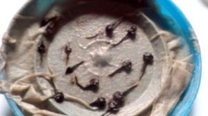 Выращивание КЛЕМАТИСА из семян, часть 1