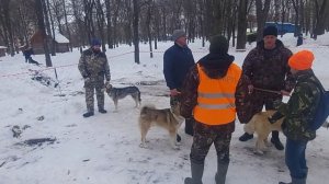 Вологодская областная выставка! Ринг старшая возрастная группа/Западно-Сибирская лайка!