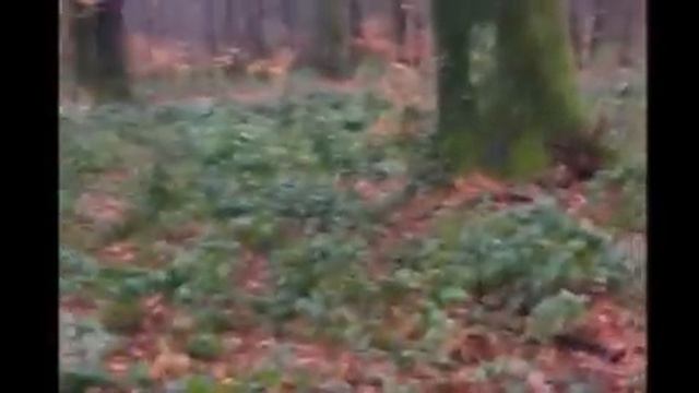 Strange Sounds Montbéliard, FRANCE 19/01/12 смотреть онлайн