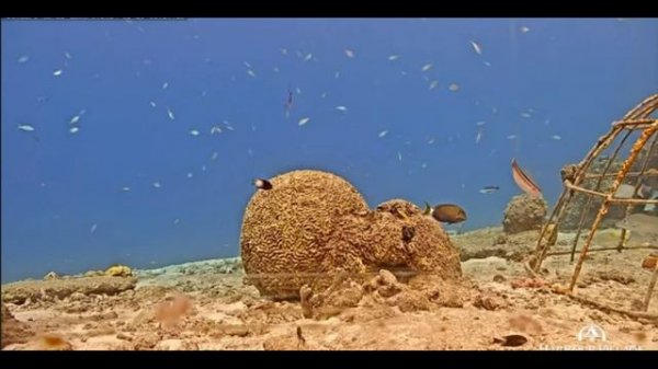 Остров Бонэйр. Нидерландские Антильские острова
Дзен https://dzen.ru/video/watch/65fadf5b8d785e66225