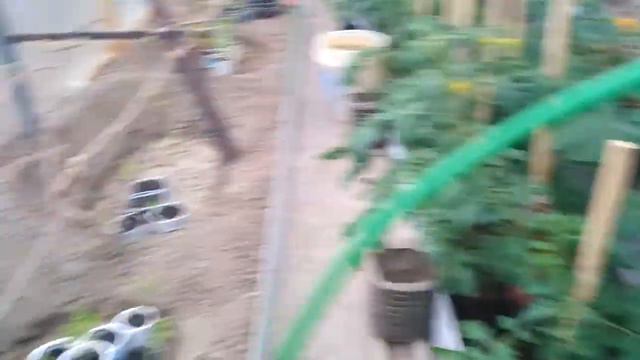 Самая лучшая мульча, для Винограда 🍇👌💯 - 100 в 1-одном плюсов👌💯 смотреть онлайн