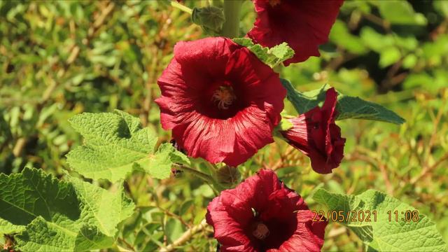 Althaea officinalis, or marsh mallow Greece by Theo смотреть онлайн
