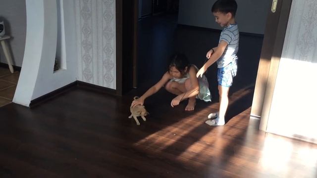 ДЕТИ ИГРАЮТ С ЩЕНКОМ смотреть онлайн