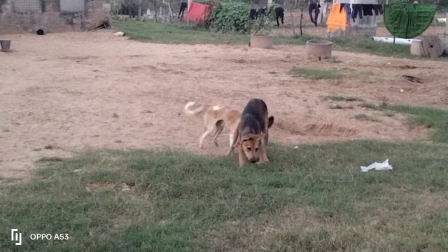 Dog Mating Video | Dog Fight Video #doglovers  #dog #doge #dog_mating #mating | Super Dog Mating