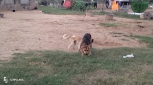 dog mating video | dog fight video #doglovers  #dog #doge #dog_mating #mating | super dog mating