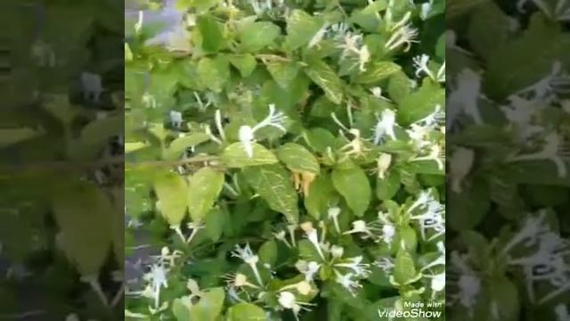 Жимолость японская мраморная в цвету сильный аромат смотреть онлайн
