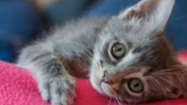 Вие приятели кое животно бихте си взели за домашен любимец смотреть онлайн