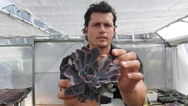 Echeveria Shaviana Hime Vs Echeveria Shaviana Neon Breakers