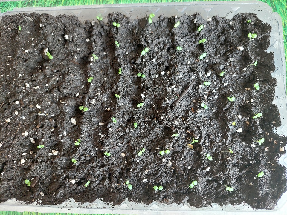 Пересадка виолы