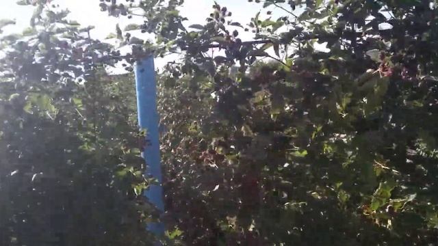 ежевика лох тей, ломаем стереотипы-часть 2 смотреть онлайн