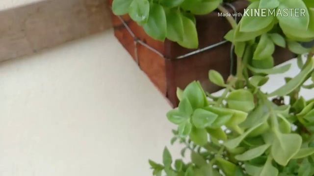 Rosinha de Sol (Aptenia Cordifolia) e suas sementes смотреть онлайн