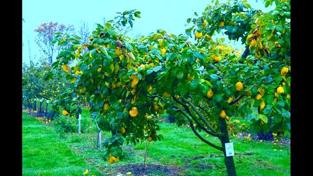 #Фруктово_овощной_сок #Полезная_информация, #польза_цитруса смотреть онлайн