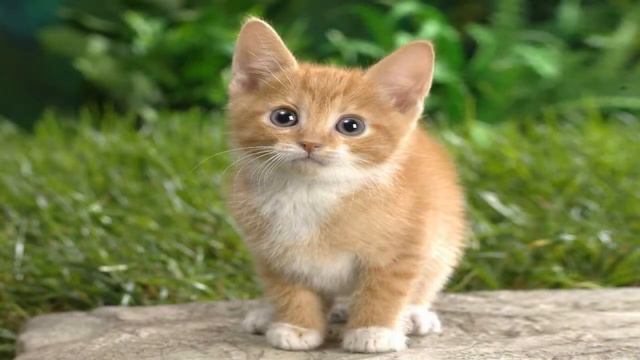 СтишКи: Маленький котенок смотреть онлайн