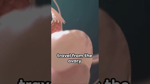 Exploring the Mysteries of the Female Reproductive System смотреть онлайн