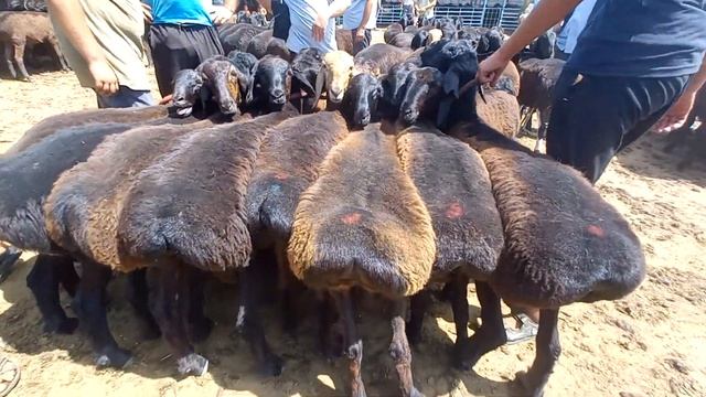 МОЛБОЗОР ХУДЖАНД Нархи гусфандхои нигохбори ва зоти дар бозор арзон шуд 41смн живой вес смотреть онлайн