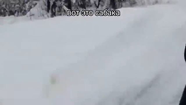 мото собака обзор.