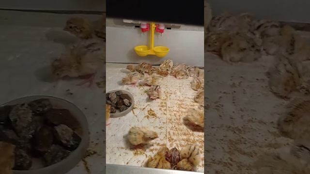 пополнение Золотистый феникс смотреть онлайн