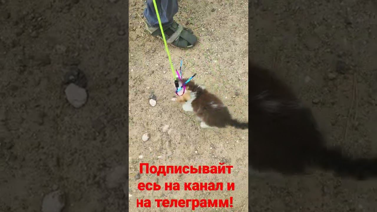 котëнок играется с игрушкой! смотреть онлайн