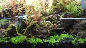 Жесткость воды GH и KH в аквариуме  Норма, влияние, контроль