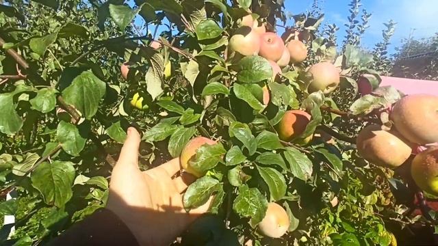 Яблоня Московское Зимнее. Обзор. Осенне-зимний сорт. смотреть онлайн