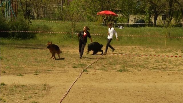 Длинношёрстная НЕМЕЦКАЯ ОВЧАРКА GERMAN SHEPHERD смотреть онлайн