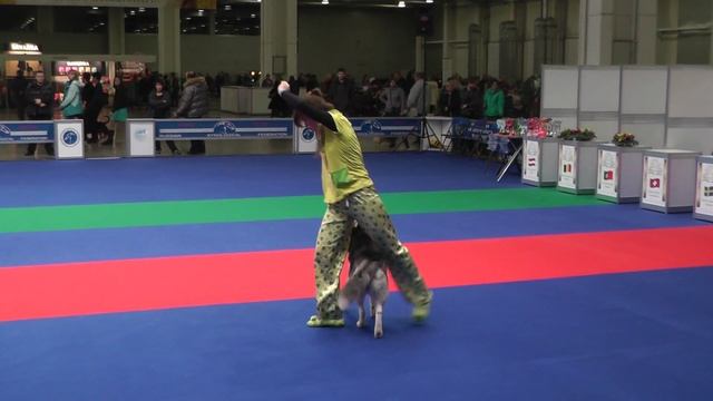 Танцы с собаками. Чемпионат РКФ - 2014. смотреть онлайн