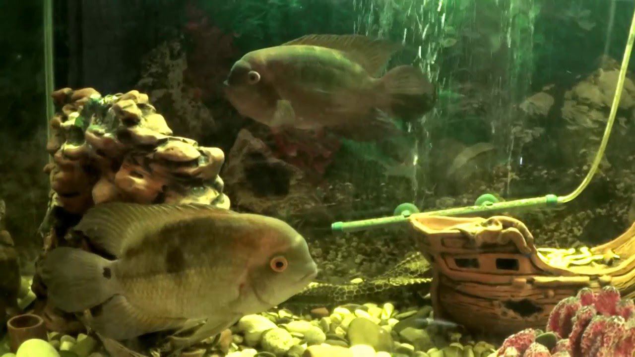 ЦИХЛИДЫ ОТЛАЖИЛИ ИКРУ. НЕ СМОГЛИ ЗАЩИТИТЬ ОТ ДРУГИХ РЫБОК смотреть онлайн