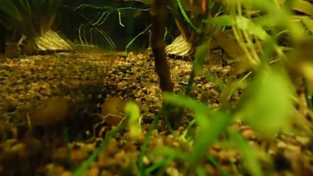 Акантофтальмус Кюля смотреть онлайн