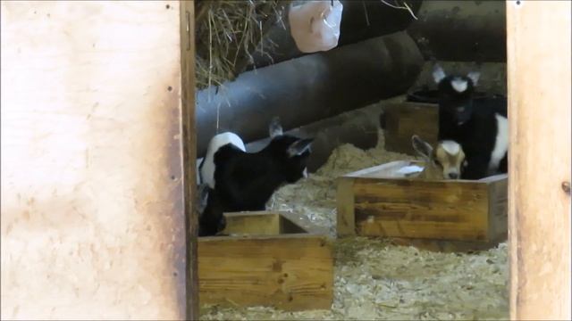 Камерунские козы и козлята 25.10.2021 смотреть онлайн