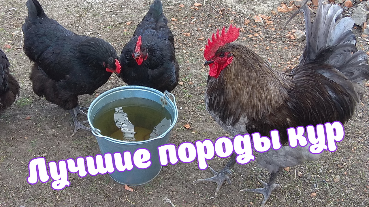 Лучшие породы кур. Джерсийский гигант. смотреть онлайн