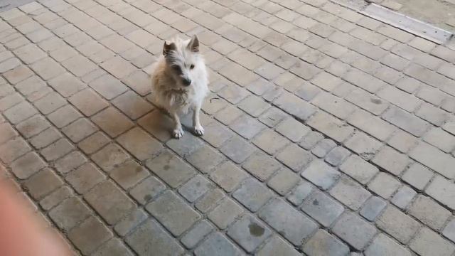 Воскресный, семейный обед!! ЛАПША на курице. Смачного.