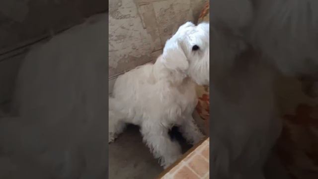 Карантинные будни всех питомцев страны! смотреть онлайн