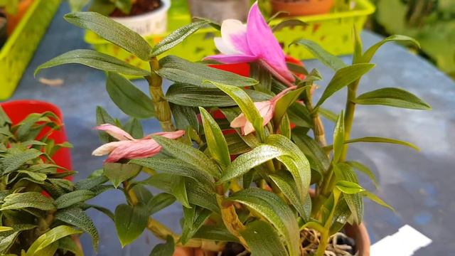 Дендробиумы cuthertsonii x sulavesiense. смотреть онлайн