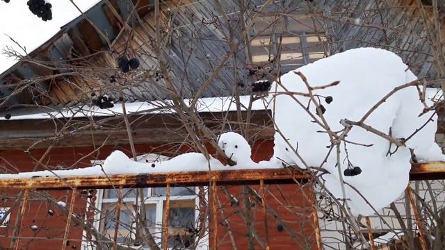Обзор моей дачи в последний день зимы😀. Теплицу завалило снегом. смотреть онлайн