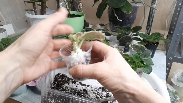 Как ускорить ВСЕ стадии? От Листа до Взрослого растения!!! смотреть онлайн