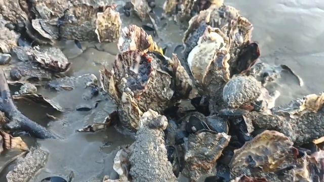 Что скрывает на своём дне Северное Море на курортном острове Spikeroog. смотреть онлайн