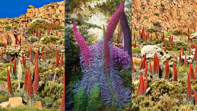 Echium wildpretii (HD1080p) смотреть онлайн