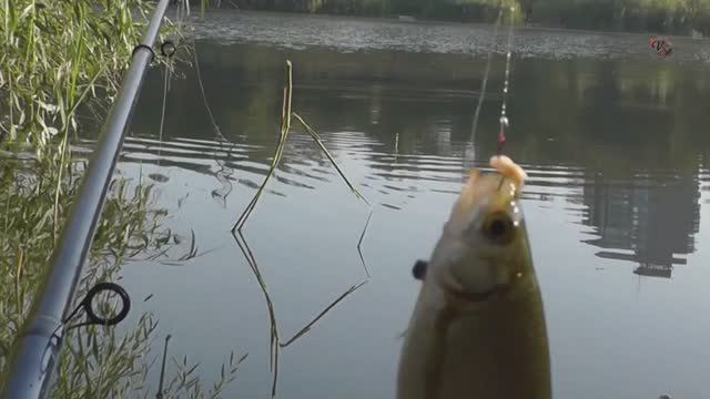 Рыбалка на Озере Карасун. Поплавочная удочка, Поклевка Красноперки на червя. Fishing. phao câu cá смотреть онлайн