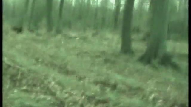 Охота на диких кабанов в Германии. #wildschweine #hunting #jagdish #охота смотреть онлайн