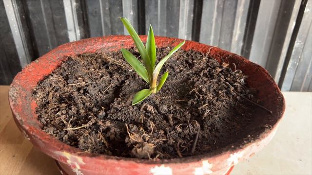 Unbelievable Facts About the "Agave Desmettina"! смотреть онлайн