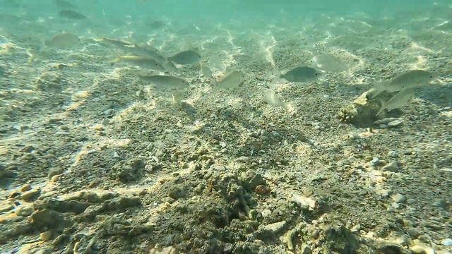 Ghalib Beach, Marina Resort Port Ghalib, Radisson Individuals, Corals, Fish, Sea, Perutýn, 4k, 10