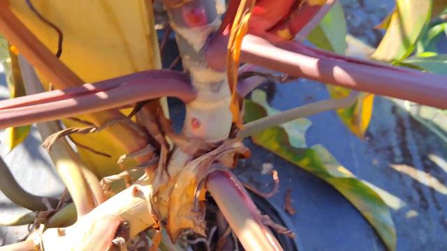 Philodendron FLorida Bronze Rare Plant Flowering In HUGE 7 Gal Nursery Pot