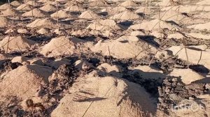 Первая посадка малины Маравила 2023 г. Анамальная зима на Кубани.