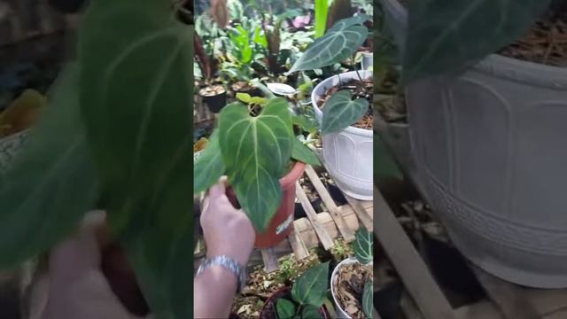 ANTHURIUM & CALATHEA / ADMIN 081254474711 смотреть онлайн