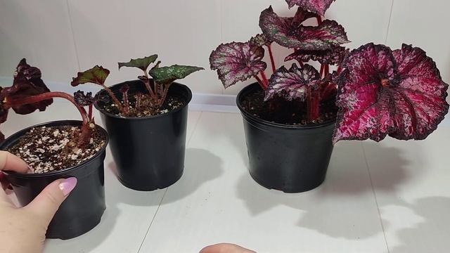 Бегонии. Отвечаю на самые часто задаваемые вопросы. смотреть онлайн