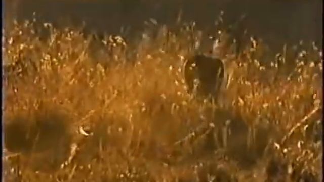 Expert Bird Hunting: the Caracal смотреть онлайн