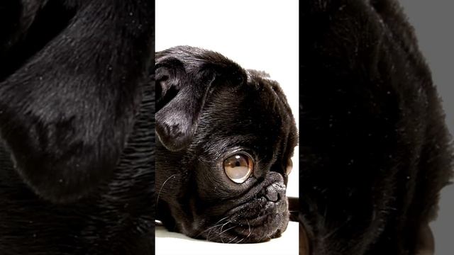 Мопс - море обаяния! #shorts #мопс #pug смотреть онлайн