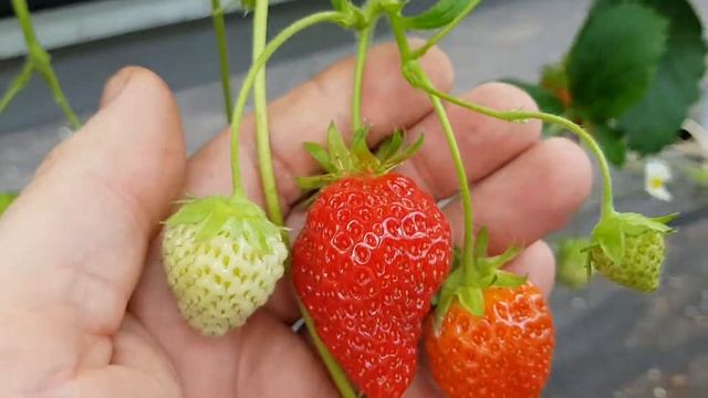 Саженцы земляники Cerafine (Серафин) смотреть онлайн